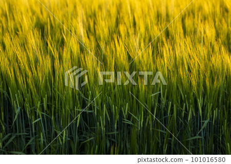 Green barley on a agricultural field. Green unripe cereals. The concept of agriculture, healthy eating, organic food. Green barley on a agricultural field. Green unripe cereals. The concept of agriculture, healthy eating, organic food. 101016580