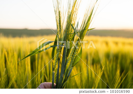 Green barley on a agricultural field. Green unripe cereals. The concept of agriculture, healthy eating, organic food. Green barley on a agricultural field. Green unripe cereals. The concept of agriculture, healthy eating, organic food. 101016590