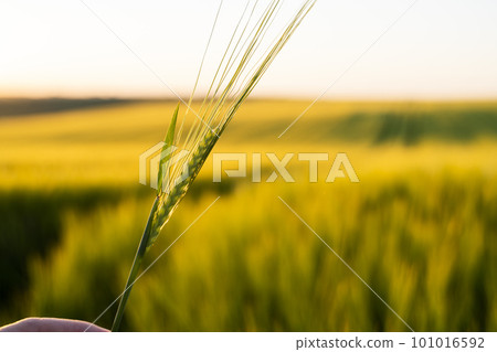 Green barley on a agricultural field. Green unripe cereals. The concept of agriculture, healthy eating, organic food. Green barley on a agricultural field. Green unripe cereals. The concept of agriculture, healthy eating, organic food. 101016592