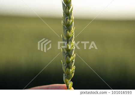 Macro green wheat ear growing in agricultural field. Green unripe cereals. The concept of agriculture, healthy eating, organic food. Macro green wheat ear growing in agricultural field. Green unripe cereals. The concept of agriculture, healthy eating, organic food. 101016593