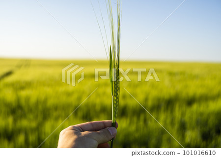 Farmer's holds ears of barley on field under sun, inspecting his harvest. Farmer man walks through wheat field, touching green ears of barley. Farmer's holds ears of barley on field under sun, inspecting his harvest. Farmer man walks through wheat field, touching green ears of barley. 101016610