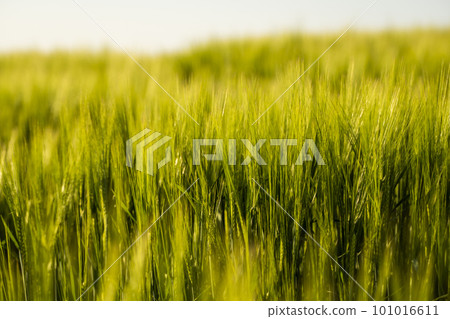Close up green barley field under sunlight in summer. Agriculture. Cereals growing in a fertile soil. Close up green barley field under sunlight in summer. Agriculture. Cereals growing in a fertile soil. 101016611
