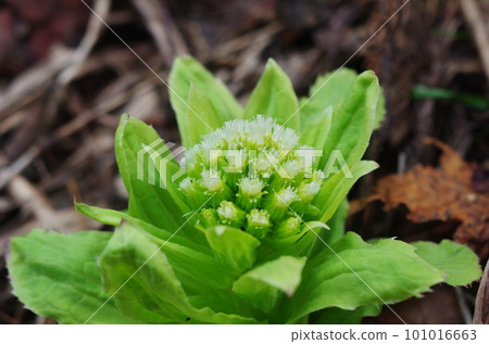 吹之藤的雌花 101016663