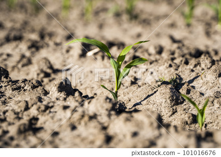 Maize seedling in the agricultural garden with blue sky. 101016676