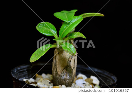 small pachypodium 101016867