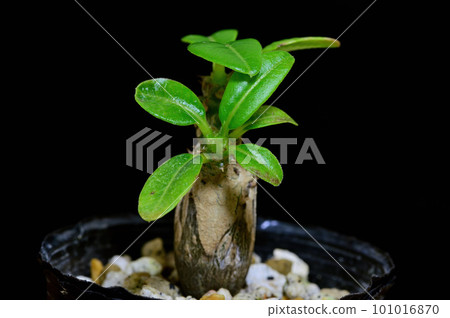 small pachypodium 101016870