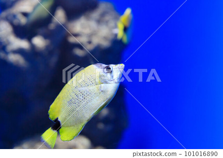 水槽中游動的穀子蝶魚 水槽中游動的穀子蝶魚 101016890