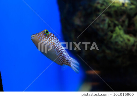 Hawaiian White Spotted Toby swimming in aquarium 101016900