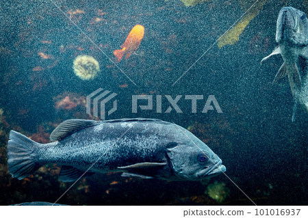 在水族館游泳的黑石斑魚 在水族館游泳的黑石斑魚 101016937
