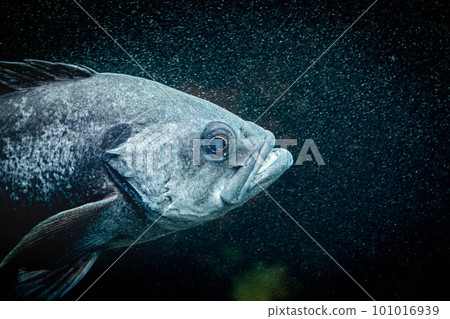 黑岩魚 101016939