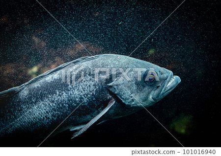 黑岩魚 101016940