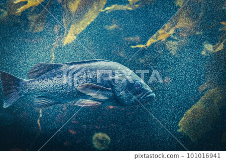 在水族館游泳的黑石斑魚 101016941