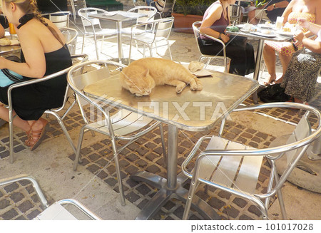 一隻貓在咖啡館的露台上打盹 一隻貓在咖啡館的露台上打盹 101017028