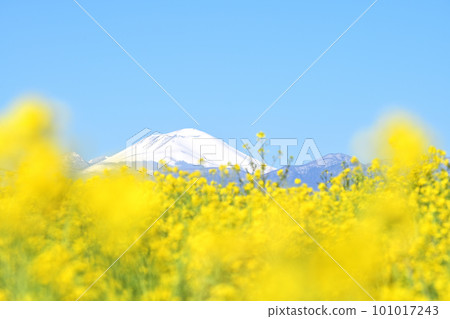 Snow-capped Mt. Asama seen through the field of rape blossoms 101017243