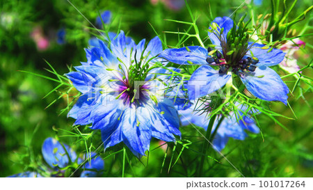 景觀與黑種草花 101017264