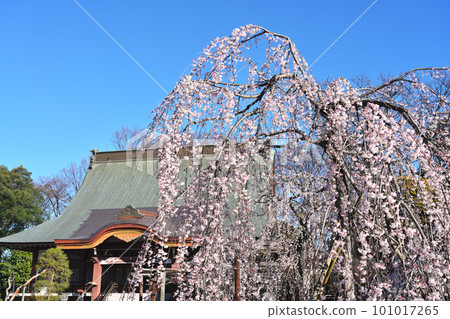 主殿內盛開的垂枝櫻花 主殿內盛開的垂枝櫻花 101017265