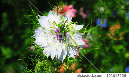 景觀與黑種草花 101017266