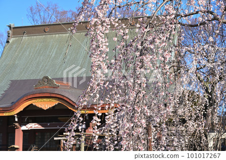 盛開的垂枝櫻花 101017267