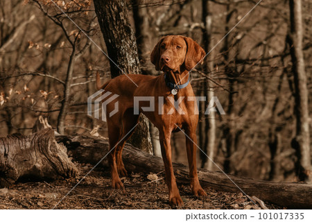Hungarian Vizsla Pointer Dog in Forest 101017335