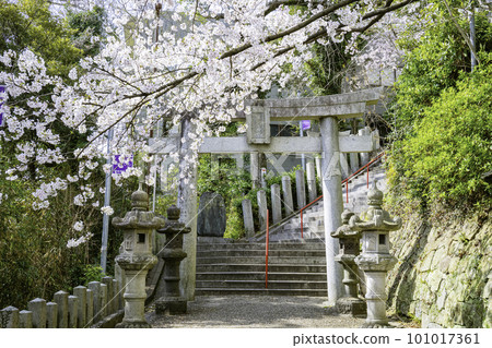 院內櫻花盛開的愛宕神社（福岡縣福岡市） 101017361