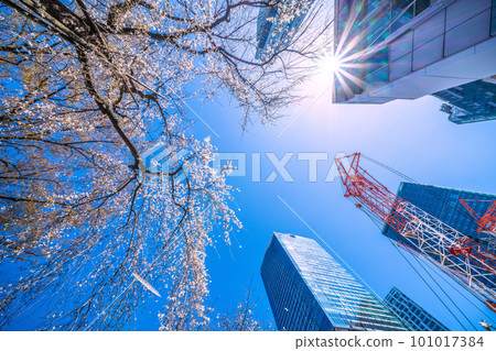 Cityscape of Tokyo, Japan Weeping cherry tree (Hachiko's birth), skyscraper in front of Shibuya station, large crane = March 19 Cityscape of Tokyo, Japan Weeping cherry tree (Hachiko's birth), skyscraper in front of Shibuya station, large crane = March 19 101017384