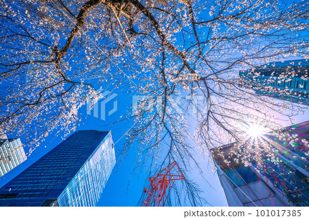 Cityscape of Tokyo, Japan Weeping cherry tree (Hachiko's birth), skyscraper in front of Shibuya station, large crane = March 19 Cityscape of Tokyo, Japan Weeping cherry tree (Hachiko's birth), skyscraper in front of Shibuya station, large crane = March 19 101017385