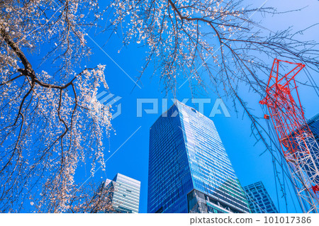 Cityscape of Tokyo, Japan Weeping cherry tree (Hachiko's birth), skyscraper in front of Shibuya station, large crane = March 19 Cityscape of Tokyo, Japan Weeping cherry tree (Hachiko's birth), skyscraper in front of Shibuya station, large crane = March 19 101017386