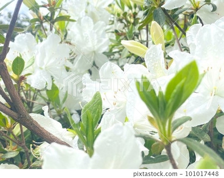 White azalea 101017448