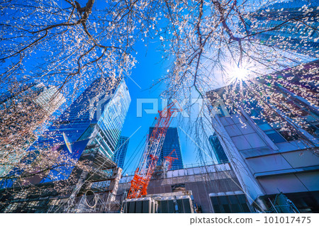 Cityscape of Tokyo, Japan Weeping cherry tree (Hachiko's birth), skyscraper in front of Shibuya station, large crane = March 19 101017475
