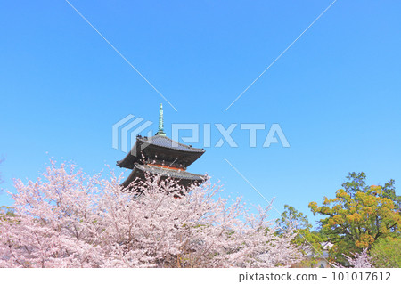 Nagoya City, Koshoji Temple five-storied pagoda and cherry blossoms in full bloom Nagoya City, Koshoji Temple five-storied pagoda and cherry blossoms in full bloom 101017612