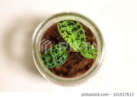 Jewel Orchid in a Jar Makodespetra Jewel Orchid in a Jar Makodespetra 101017613