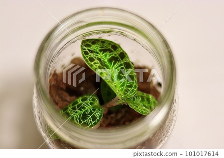 瓶中生長的寶石蘭花 Makodespetra 101017614