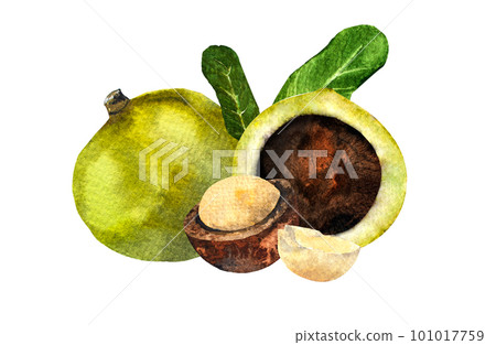 Macadamia nut watercolor. Clipart watercolor macadamia nuts.pattern 101017759