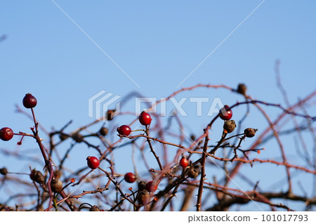 Red berries of rosa canina used in rosehip tea 101017793