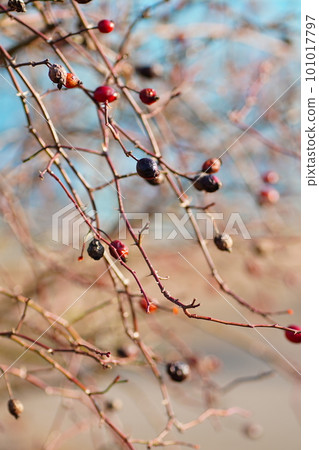 Red berries of rosa canina used in rosehip tea Red berries of rosa canina used in rosehip tea 101017797
