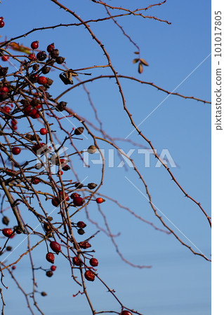Red berries of rosa canina used in rosehip tea 101017805
