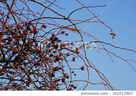 Red berries of rosa canina used in rosehip tea 101017807