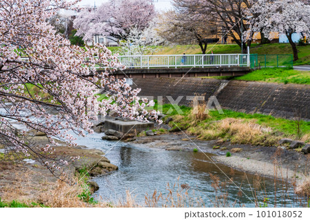 溪流上的櫻花，東京南淺川 101018052