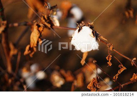 Cotton tree Cotton tree 101018214