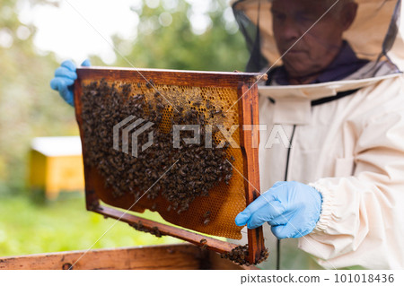 Senior apiarist holding hive frame 101018436