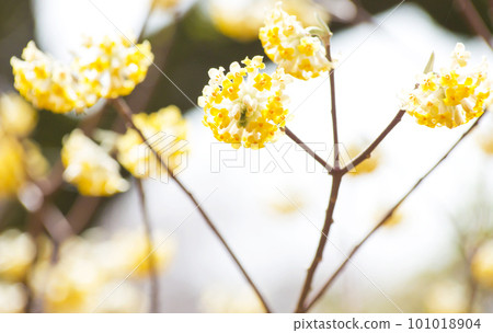 Mitsumata in full bloom 101018904