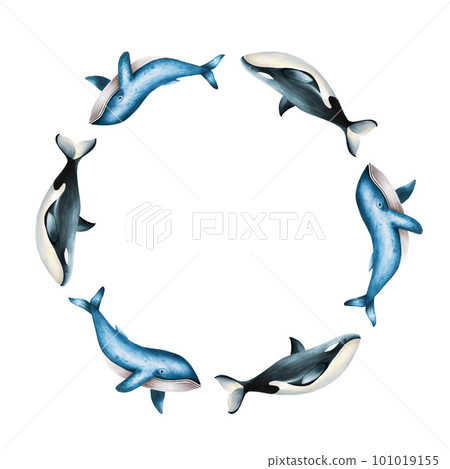 Watercolor frame with blue whale and killer whale isolated on white background. Hand painting realistic Arctic and Antarctic ocean mammals. For designers, decoration, postcards, wrapping paper Watercolor frame with blue whale and killer whale isolated on white background. Hand painting realistic Arctic and Antarctic ocean mammals. For designers, decoration, postcards, wrapping paper 101019155