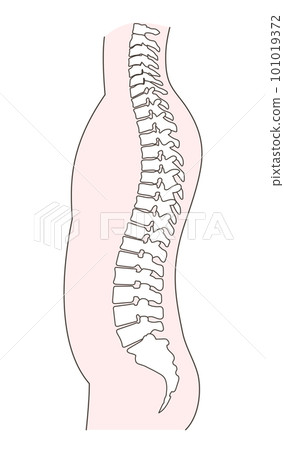 正常脊柱的插圖 101019372