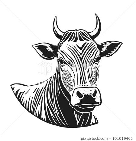 The head of a cow and a bull. Hand drawn in graphic black and white style. Vintage vector engraving for poster and social media. networks. Isolated on white background. 101019405