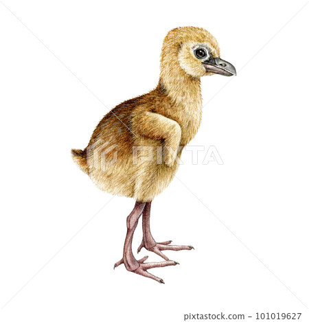 Crane chick watercolor illustration. Hand drawn newborn bird hatchling image. Small cute crane baby bird wildlife hand drawn element. White background 101019627
