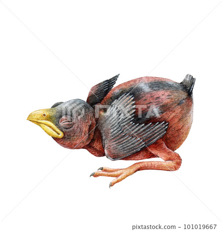 Newborn baby bird watercolor illustration. Hand drawn nestling element. House sparrow bird newborn chick. Small blind laying single nestling. Isolated on white background 101019667