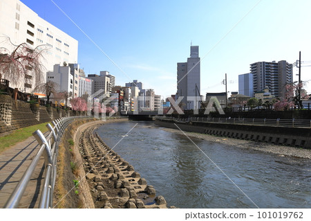 栃木縣田川/宇都宮市的一排垂枝櫻花 101019762