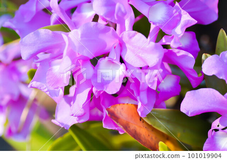 The Guaria Morada orchid, osta Ricas national flower or chidaceae or purple orchid 101019904