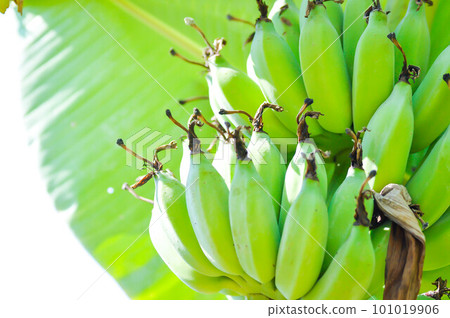 banana ,banana seed or banana plant 101019906
