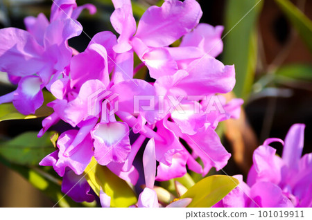 The Guaria Morada orchid, osta Ricas national flower or chidaceae or purple orchid 101019911